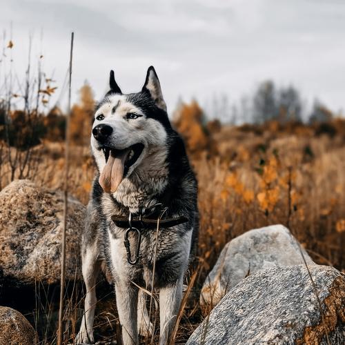 Photo #5046624