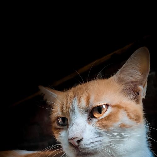 Photo #5047730