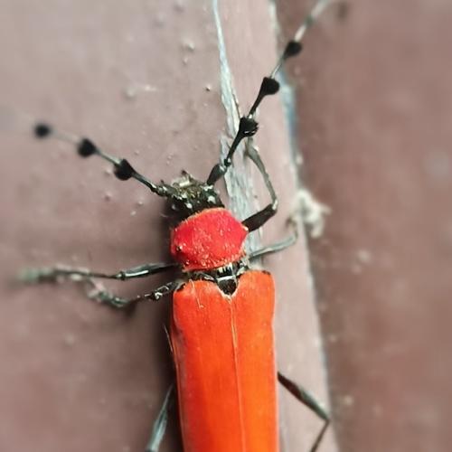 Photo #5047778