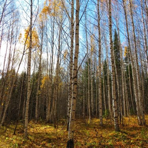Photo #5049265