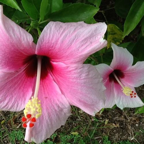NATURE'S BEAUTY