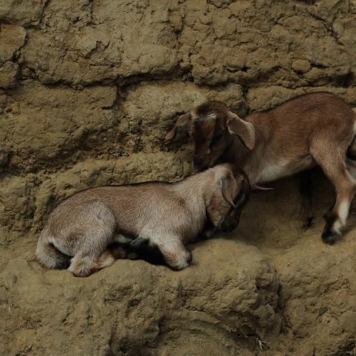 Photo #5050425