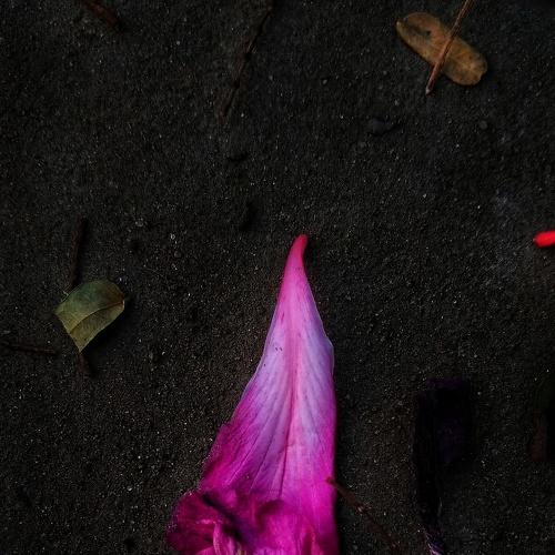 Photo #5052204