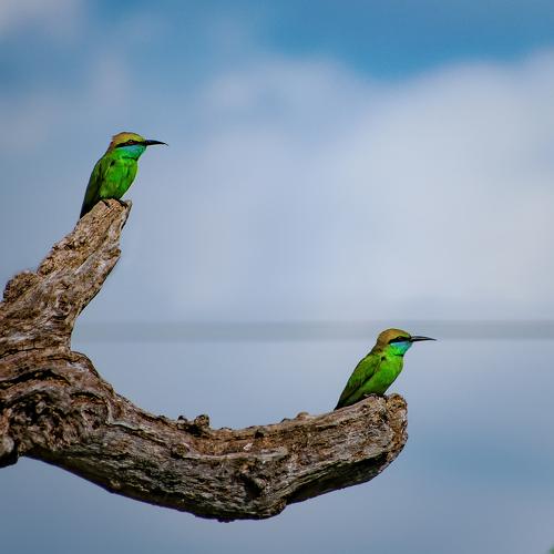 Two Birds