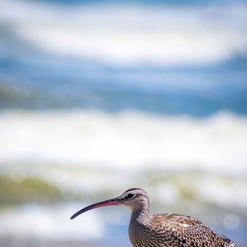 A Beach walk of lone Whimbrel
