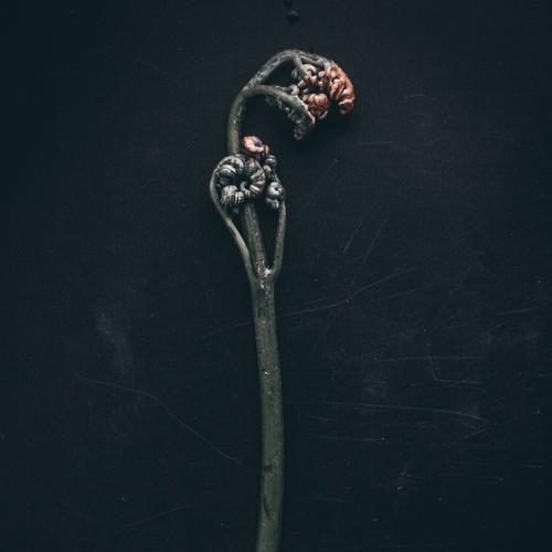 Photo #5055094