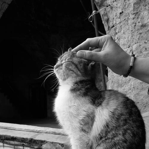 Photo #5055285