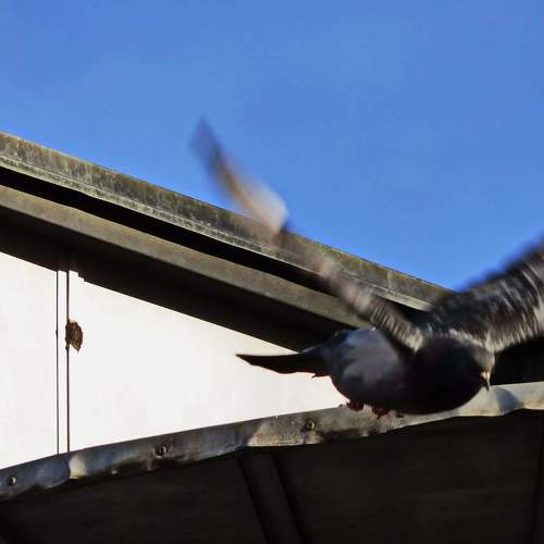 Photo #5055292