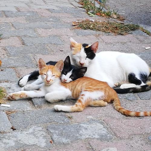 Photo #5055300