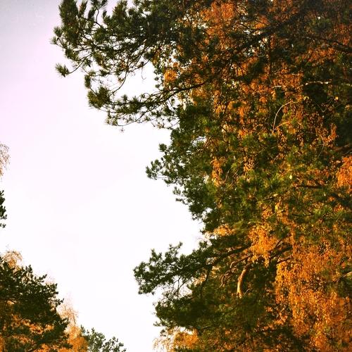 Photo #5055591