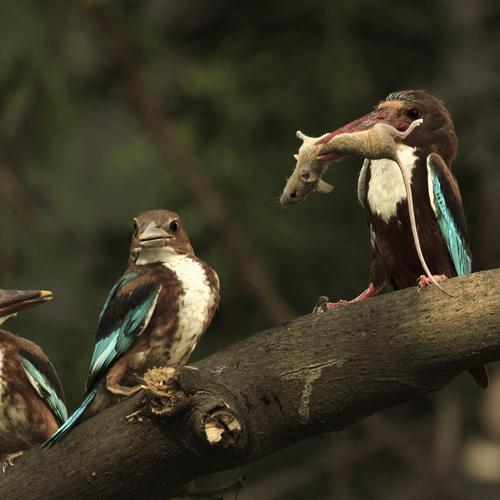 Photo #5057320