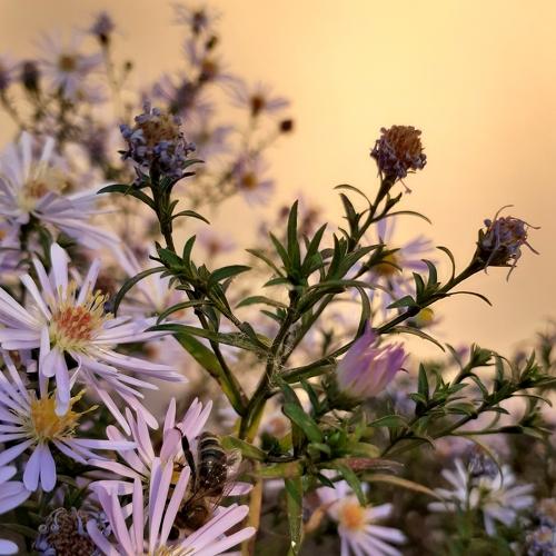 Photo #5057545