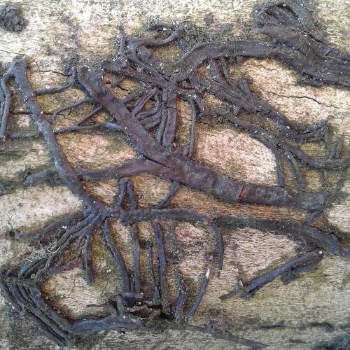 Photo #5057580