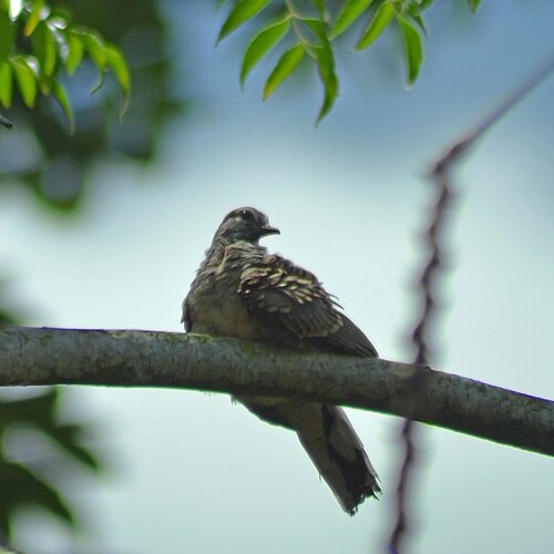 Photo #5057705