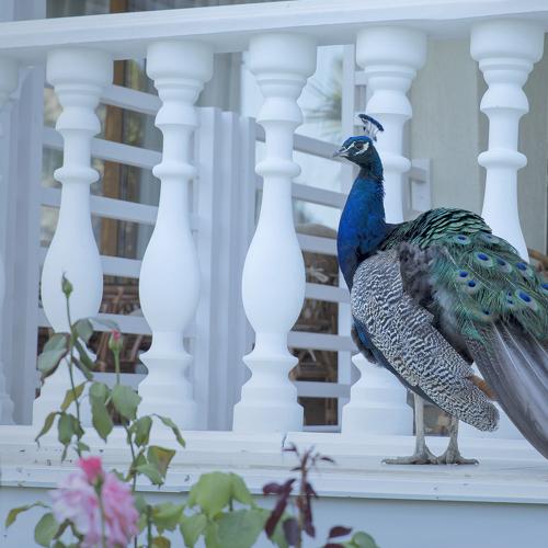 Photo #5057864