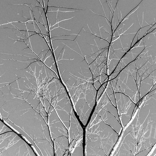 Lost leaves