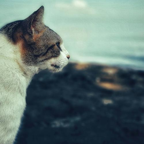 Photo #5058816
