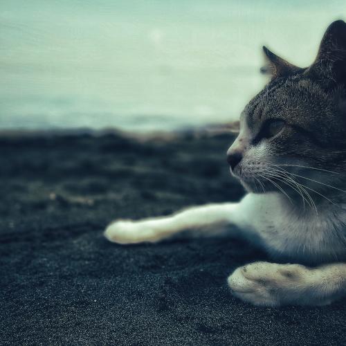 Photo #5058817