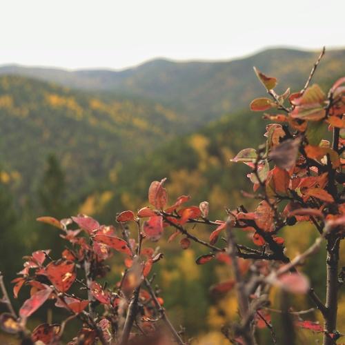 Photo #5059448
