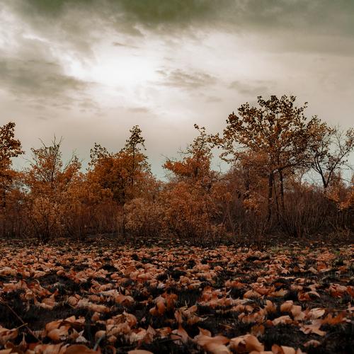 Photo #5059570