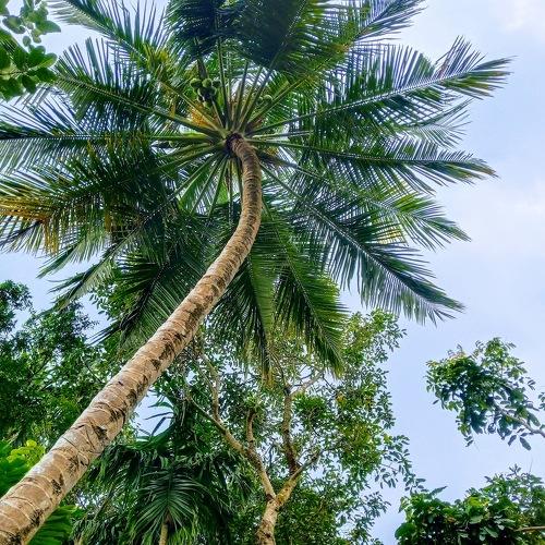 Green INDIA