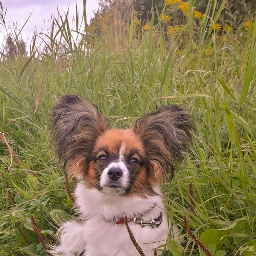 Photo #5061012