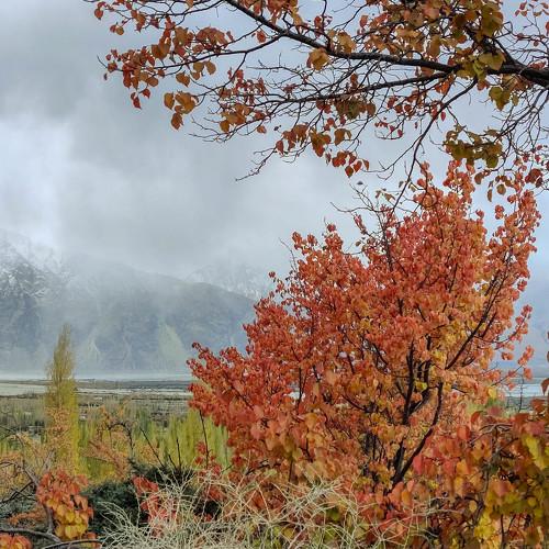 Colours of Autumn.