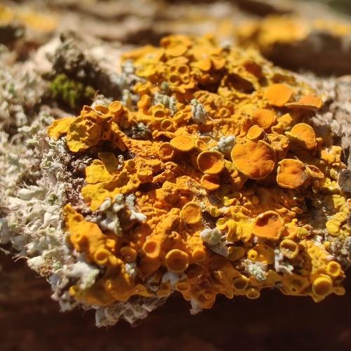 Some macro of wood mushrooms