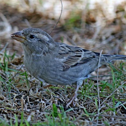 Photo #5063393