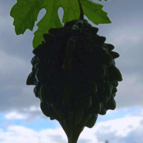 The Lonely Bitter Gourd