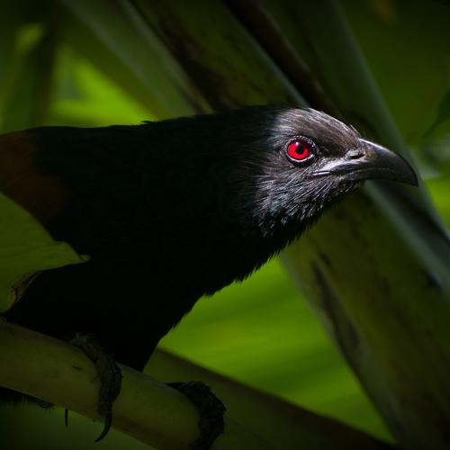 Red eye