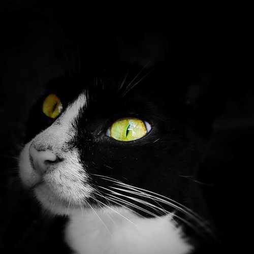 Photo #5065558