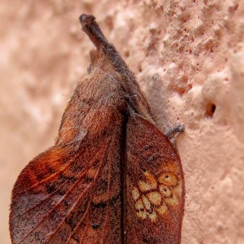 Hill lappet moth