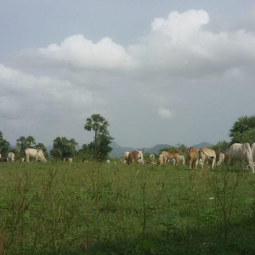 Photo #5068443