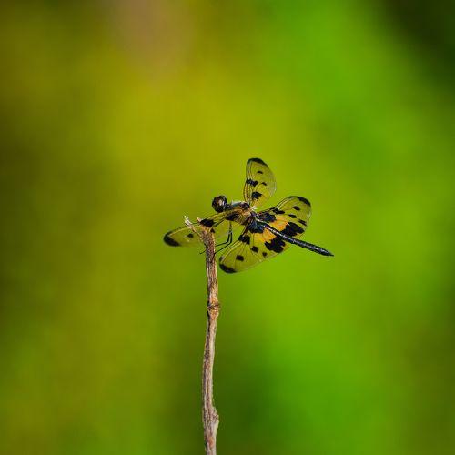 Painted Wing