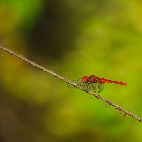 Red Dragon