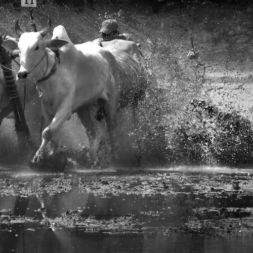 Photo #5069801