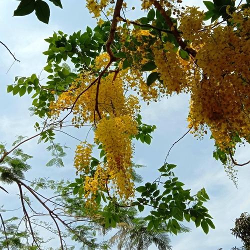 Golden Shower Flower