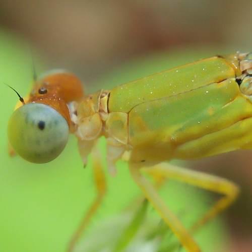 Green damselfly