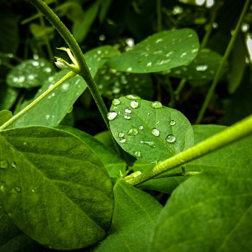 Leaves