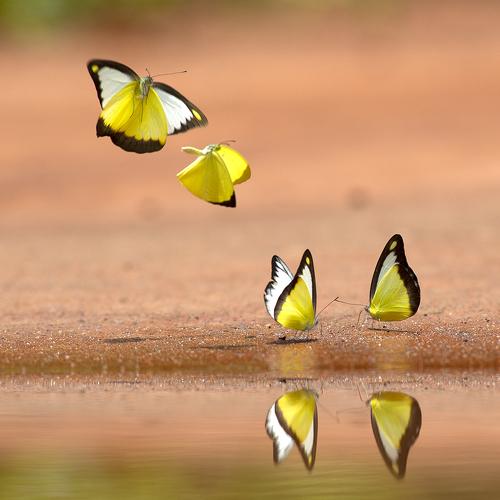 Vũ Điệp