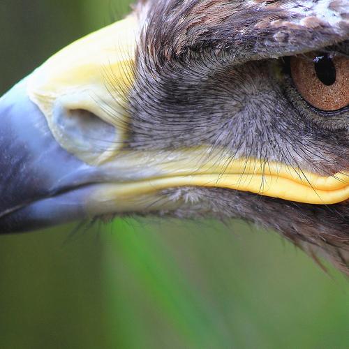 Eagle eye