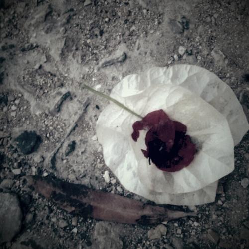 Photo #5074175