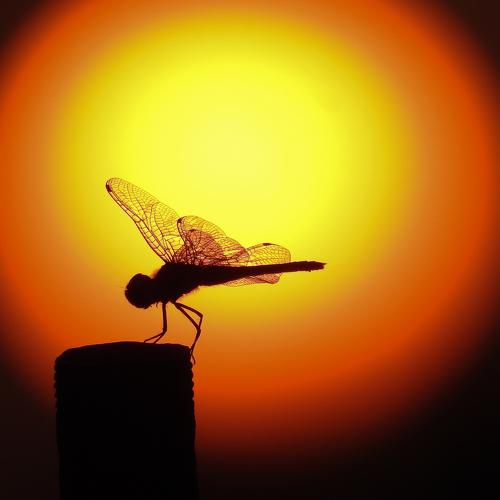 The dragonfly & the golden backlight