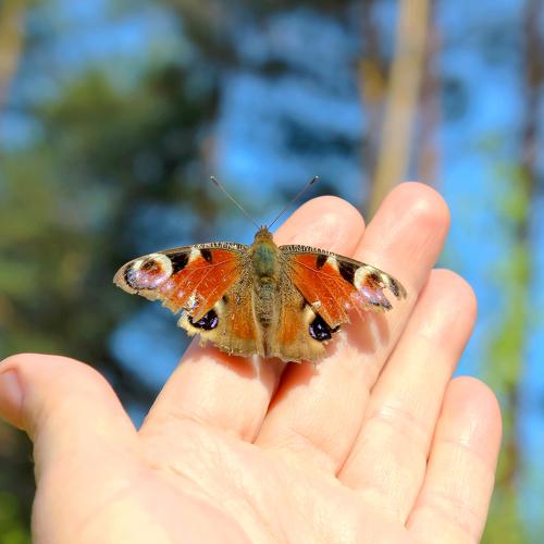 Photo #5074838