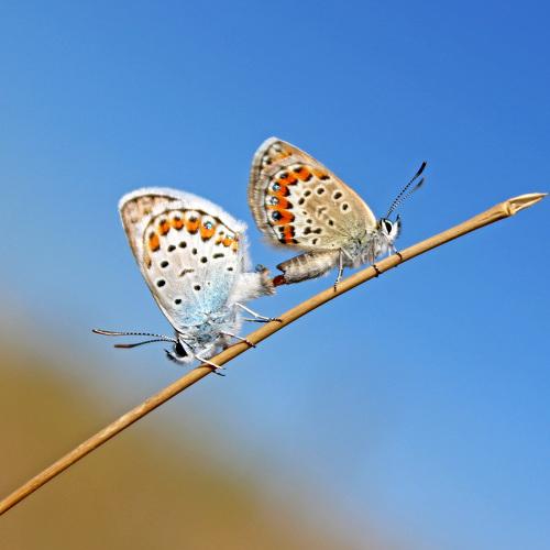 Photo #5074845
