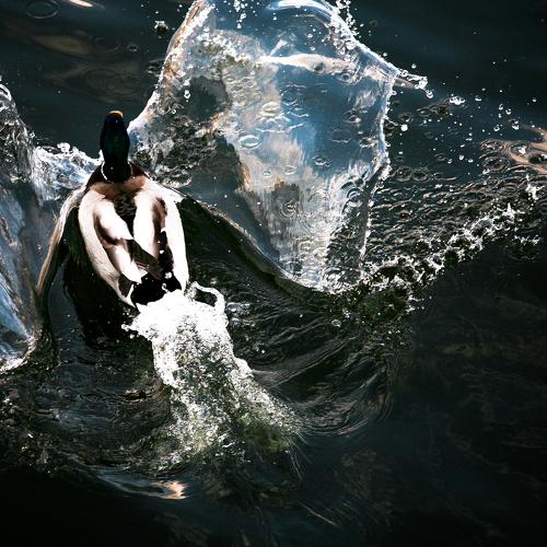 Photo #5075059