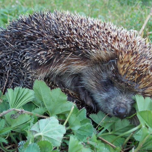 Photo #5075070