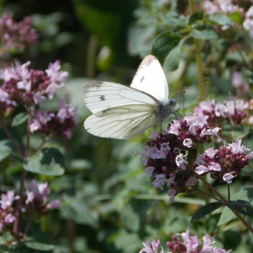 Photo #5075108