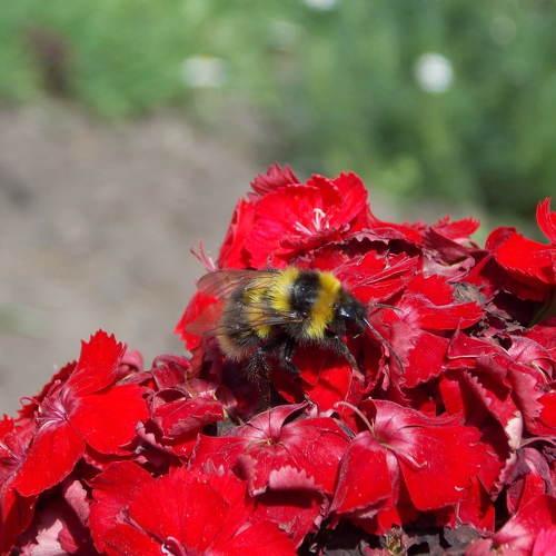 Photo #5075142